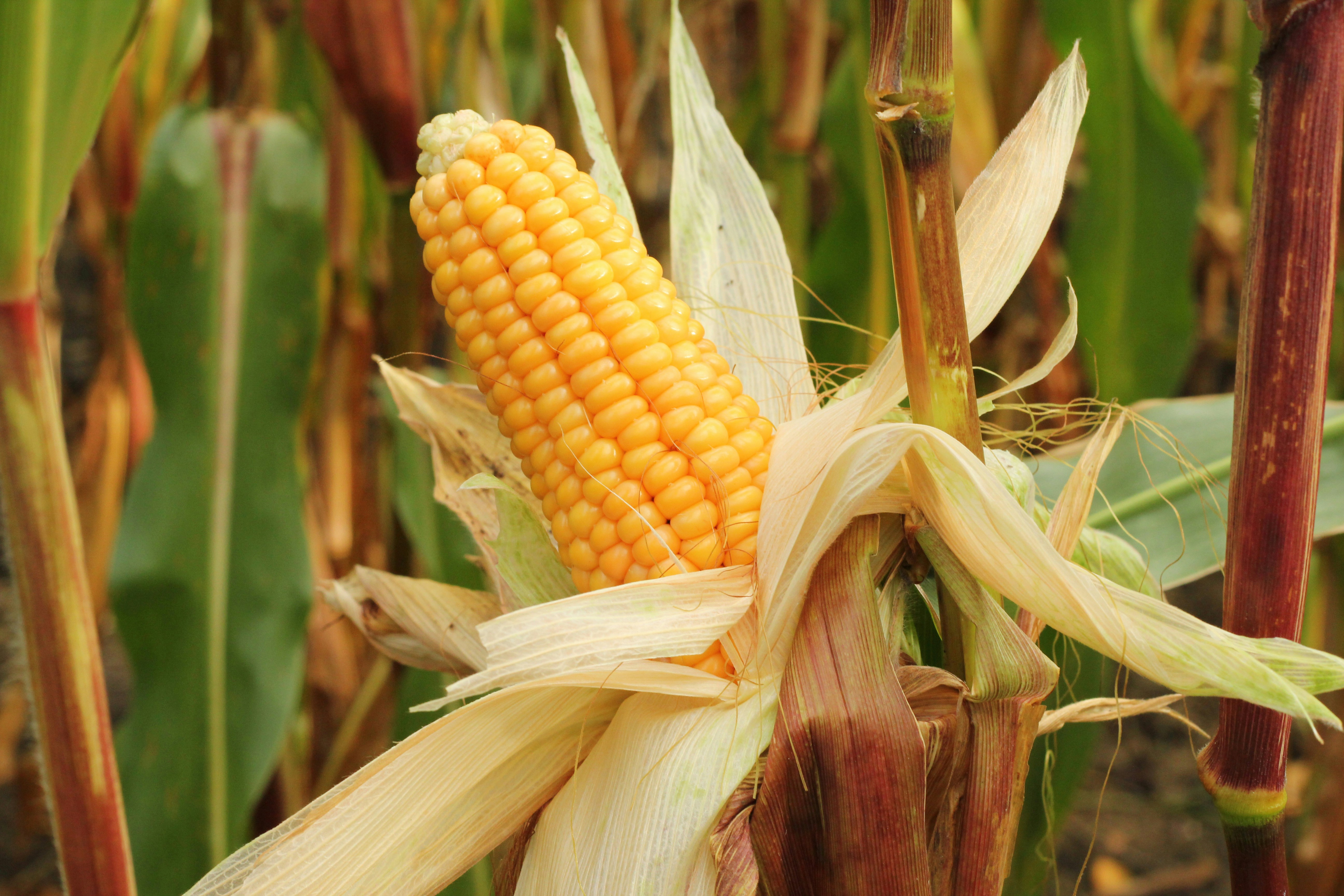 Nice Maize