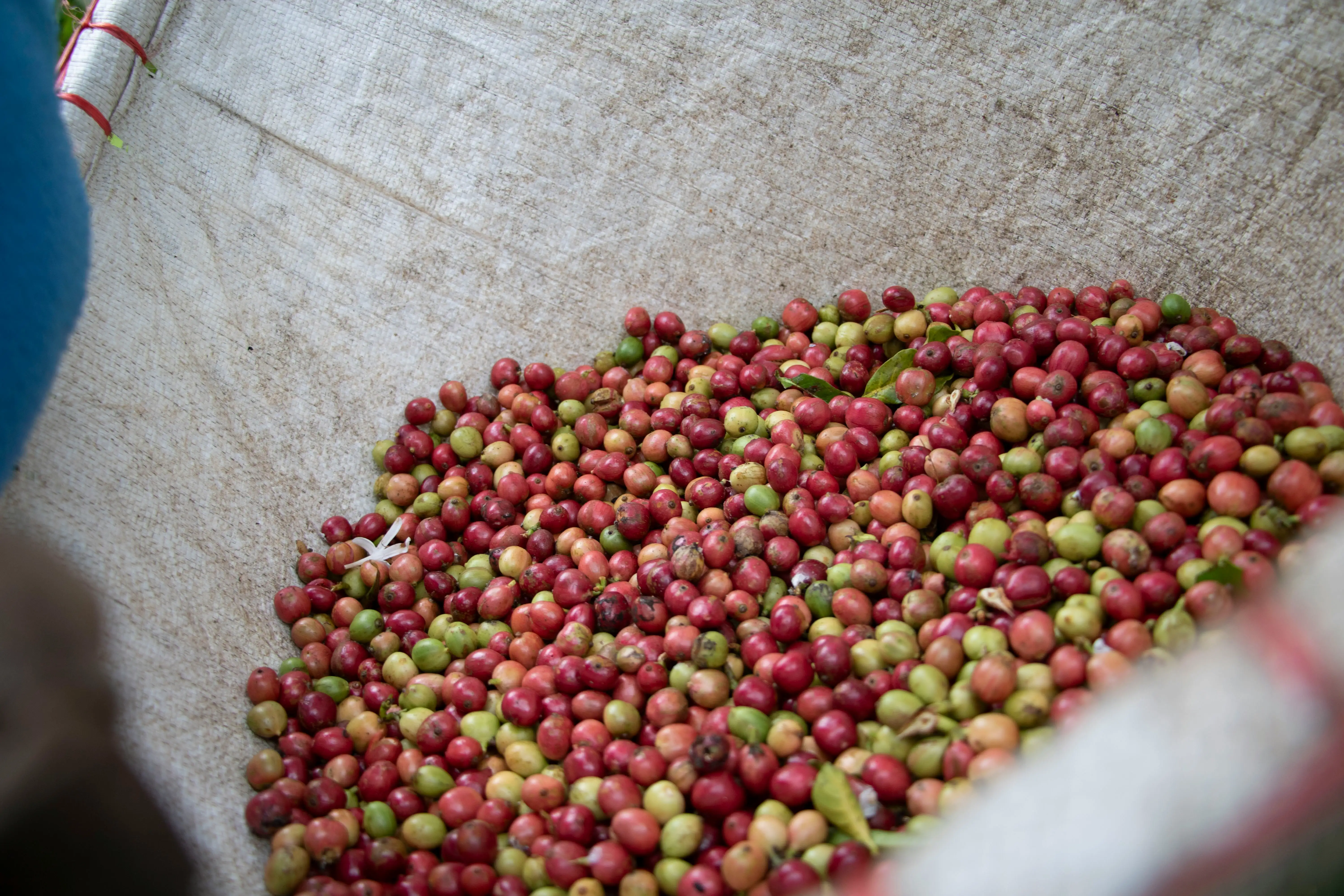 Arabica Coffee